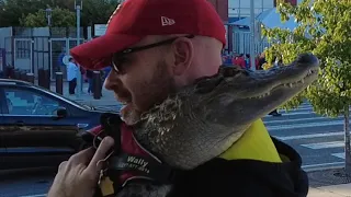 EMOTIONAL SUPPORT ALLIGATOR IS DENIED ACCESS TO BASEBALL GAME