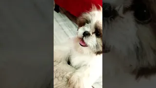 😎Shih🐾Tzu🐶Dog😱#shorts #viral #youtubeshorts #shihtzu #dog #video #bhoot #cartoon #song #vlog