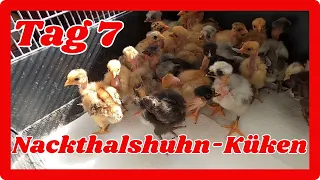 Nackthalshuhn-Küken 7 Tage alt .