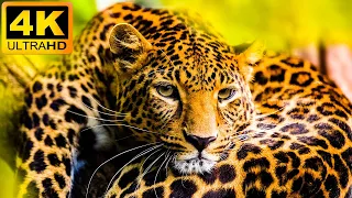 Astounding Collection of Animals in 4K ULTRA HD / Nature Relax Ambient