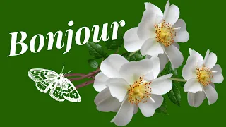 BONJOUR !!! Bonne Journée !!! 🌼