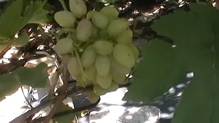 Сорт винограда "Бухара" - сезон 2019 # Grape sort "Bukhara"
