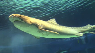 Tiger Sharks at Okinawa Churaumi Aquarium イタチザメ　沖縄美ら海水族館