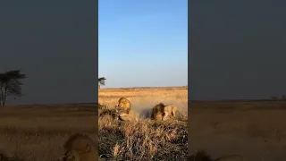 One of those dramatic days of Bob Junior on theleft and Marley on the right hunting for warthogs.