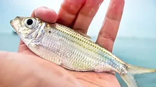 Fishing Live Bait in the Rain For A Winter Inshore Slam