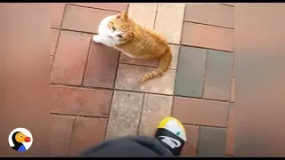 Cat Keeps Following Kid to Class | The Dodo