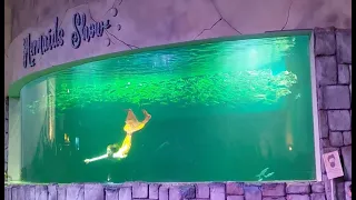 Ocean Dream Samudra Ancol Mermaid Show | Putri Duyung | Rekonmendasi Liburan Jakarta