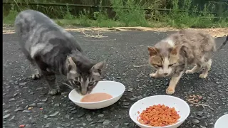 残暑残る早朝に腹ペコで待っていた野良猫達が視聴者さんから頂いた餌を食べる　後編　サバトラのシャイなマーブルちゃんも水分補給できました