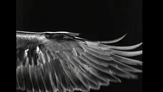 Wings of desire「Damiel & Marion」— Fallen 「Delerium」