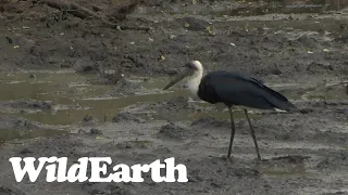 WildEarth - Sunset Safari - 23 August 2023