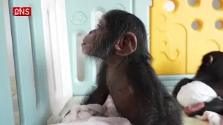 Cute alert! Baby chimp siblings in Shanghai Wild Animal Park