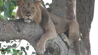 Famous "Ishasha tree-climbing" Lions - Uganda birding tours!