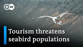 Cape Verde: Tourism threatens seabird populations | Global Ideas