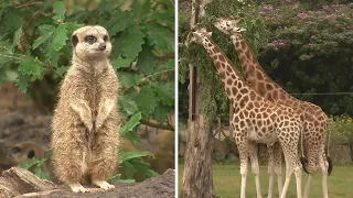 Safari park welcomes easing of lockdown restrictions