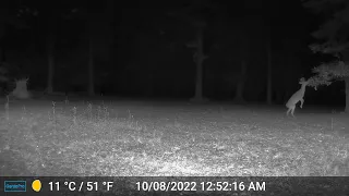 Great Night Video from Gardepro A3 Game Camera