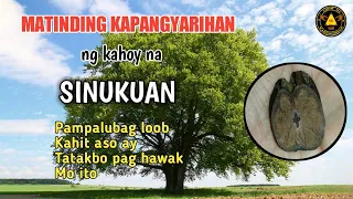 Ang kahoy ng Sinukuan.