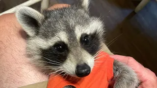 Life with Kevin the raccoon! #animal #kevin #wildlife #boy #cute  #babyraccoon