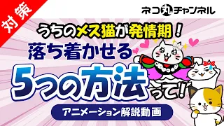 【猫の発情期対策】メス猫の鳴き声や困った行動を落ち着かせる5つの方法をご紹介