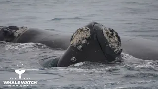 Mating Southern Right Whales
