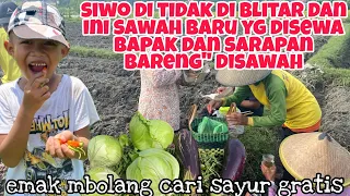 SIWO TIDAK DIBLITAR DAN INI SAWAH BARU YG DISEWA BAPAK DAN SARAPAN BARENG” DISAWAH!!