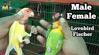 Love birds male female difference | Fisher male or female check | How to confirm male or female