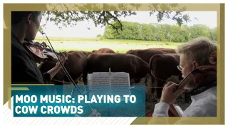 Moo music: playing to cow crowds - #SHORTS