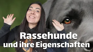 Rassehunde und ihre Eigenschaften