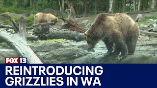 Grizzly bears returning to North Cascades | FOX 13 Seattle