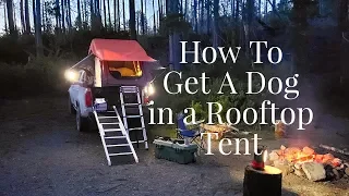 Rooftop Tent with Dogs, How to get your dog in a rooftop tent