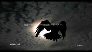 Raven Slow Motion Silhouette Flight Shot From Belo