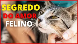 Como Fazer o seu GATO te AMAR - 7 Dicas Poderosas Para Fazer O Seu GATO Gostar de Você