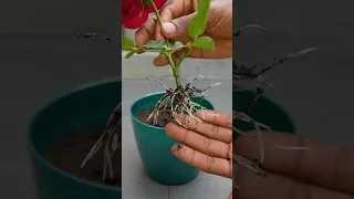 Grow rose tree from flower buds #youtube shorts #shorts
