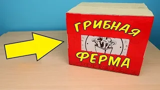 Купил маленькую Грибную Ферму! Грибникарий.Буду выращивать Шампиньоны дома! Это не муравьиная ферма!