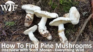 How To Find Pine Mushrooms | Foraging For Matsutake In British Columbia, Canada