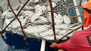 Viral! Nelayan panen Ikan gunakan perangkap RAKSASA😱 pesta besar rayakan kemenangan Daeng Lala FC