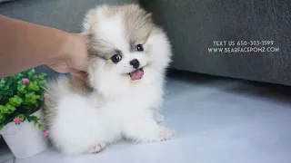 Parti Pomeranian Puppy | Super Playful baby doggo