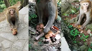 The baby monkey was very unfortunate to meet the mother monkey like that
