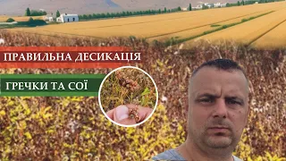 Правельна Десикація Гречки та Сої