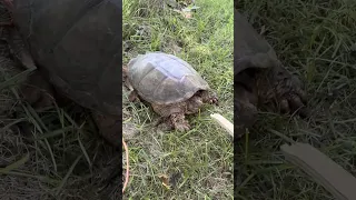 la tortuga lagarto un animal con una de las mordidas mas poderosas