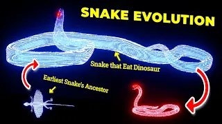 Snake Evolution for 240,000,000 years [3D Hologram Animation]