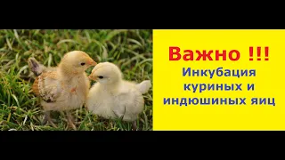 Режим инкубации куриных и индюшиных яиц. Породная птица.Incubation of chicken and turkey eggs.