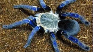 Top 10 Most Venomous Spiders