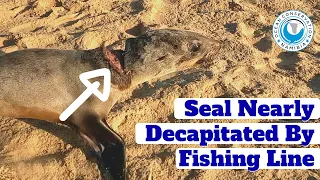 Seal Nearly Decapitated By Fishing Line
