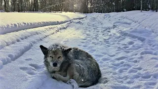 🔴Собаку в мешке зимой вывезли в лесОн выбрался из мешкано уйти не смоготказали лапыDog Rescue