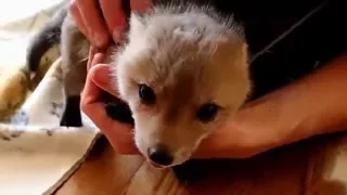 Second Chance For A Baby Fox (part 2)