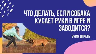 Что делать, если собака кусает руки во время игры и заводится? Как отучить и научить играть мягко?