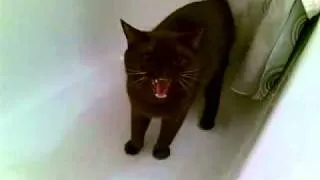 Кот в ванной (Cat in Bathroom)