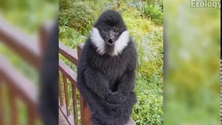 (Gibbon) The gibbon is funny and can swim | Ecology