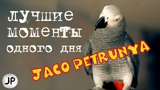 ✅ ЛУЧШИЕ МОМЕНТЫ ОДНОГО ДНЯ ИЗ ЖИЗНИ ГОВОРЯЩЕГО ПОПУГАЯ 🐦 ЖАКО ПЕТРУНЯ