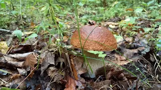 У лісі, Лісі темному ростуть Білячки. Білі Гриби...mushrooms